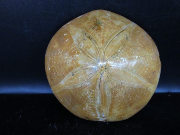 Genuine Cretaceous Age Holectypus Echinoid Fossils for Sale from Madagascar #23