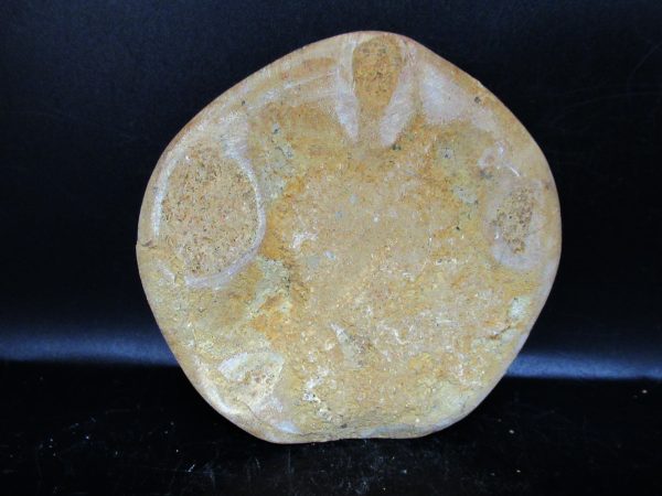 Genuine Cretaceous Age Holectypus Echinoid Fossils for Sale from Madagascar #23a