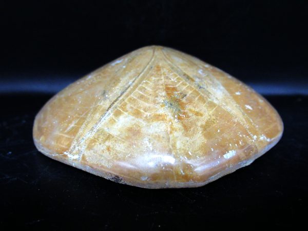 Genuine Cretaceous Age Holectypus Echinoid Fossils for Sale from Madagascar #23b