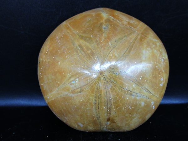 Genuine Cretaceous Age Holectypus Echinoid Fossils for Sale from Madagascar #24