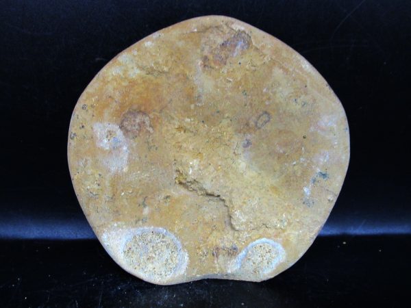 Genuine Cretaceous Age Holectypus Echinoid Fossils for Sale from Madagascar #24a