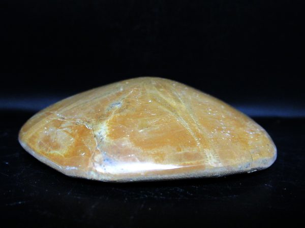 Genuine Cretaceous Age Holectypus Echinoid Fossils for Sale from Madagascar #24b