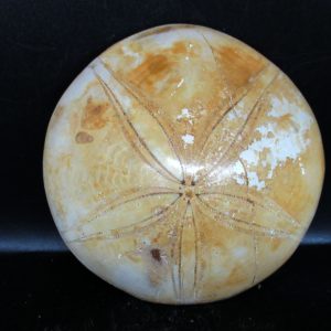 Genuine Cretaceous Age Holectypus Echinoid Fossils for Sale from Madagascar #25