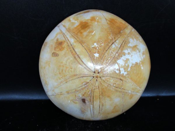 Genuine Cretaceous Age Holectypus Echinoid Fossils for Sale from Madagascar #25