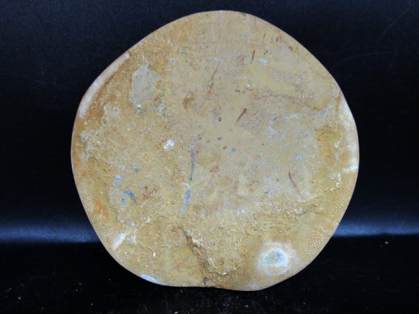 Genuine Cretaceous Age Holectypus Echinoid Fossils for Sale from Madagascar #25a