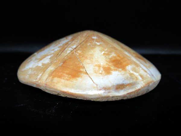Genuine Cretaceous Age Holectypus Echinoid Fossils for Sale from Madagascar #25b