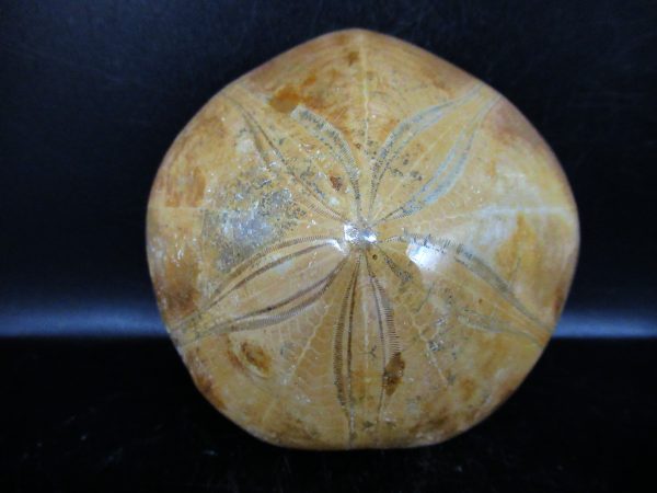 Genuine Cretaceous Age Holectypus Echinoid Fossils for Sale from Madagascar #26