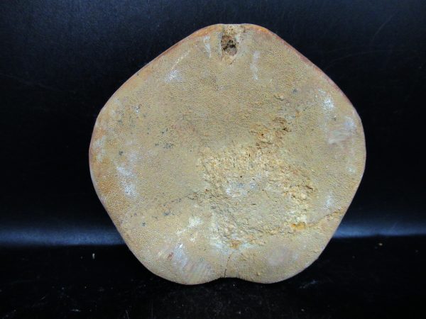 Genuine Cretaceous Age Holectypus Echinoid Fossils for Sale from Madagascar #26a