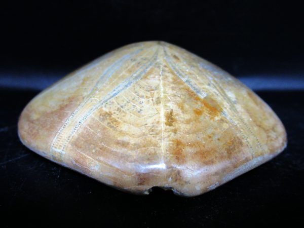 Genuine Cretaceous Age Holectypus Echinoid Fossils for Sale from Madagascar #26b