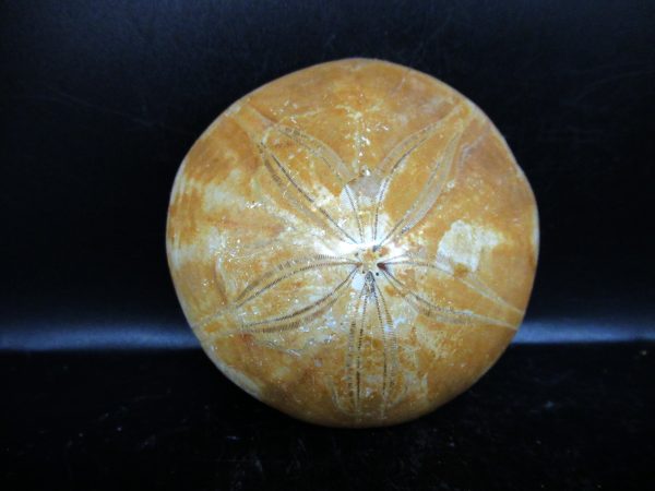 Genuine Cretaceous Age Holectypus Echinoid Fossils for Sale from Madagascar #27