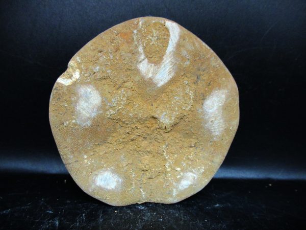 Genuine Cretaceous Age Holectypus Echinoid Fossils for Sale from Madagascar #27a