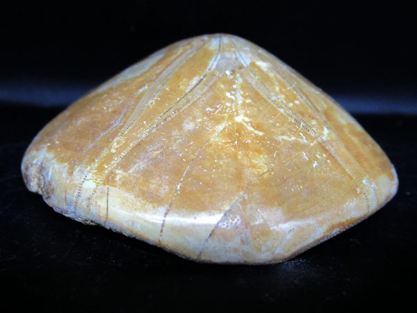 Genuine Cretaceous Age Holectypus Echinoid Fossils for Sale from Madagascar #27b