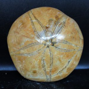 Genuine Cretaceous Age Holectypus Echinoid Fossils for Sale from Madagascar #28