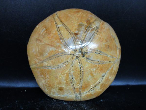 Genuine Cretaceous Age Holectypus Echinoid Fossils for Sale from Madagascar #28