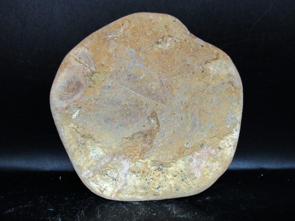 Genuine Cretaceous Age Holectypus Echinoid Fossils for Sale from Madagascar #28a