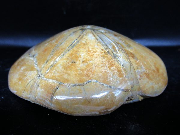 Genuine Cretaceous Age Holectypus Echinoid Fossils for Sale from Madagascar #28b