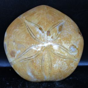 Genuine Cretaceous Age Holectypus Echinoid Fossils for Sale from Madagascar #29
