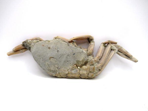 Genuine Pliocene Age Macrophthalmus Crab Fossils for Sale from Madagascar #1a