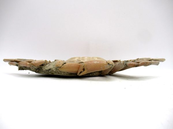 Genuine Pliocene Age Macrophthalmus Crab Fossils for Sale from Madagascar #1b
