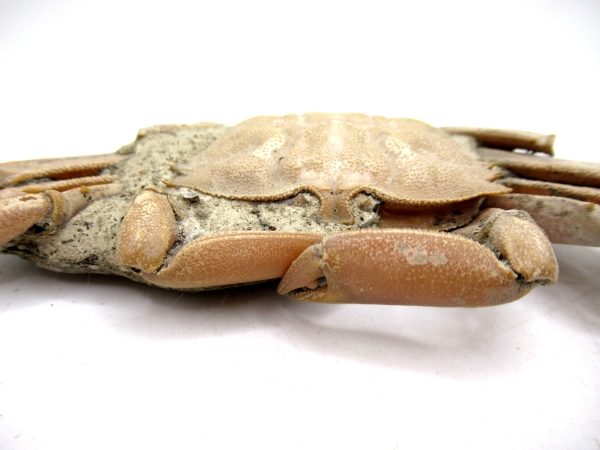 Genuine Pliocene Age Macrophthalmus Crab Fossils for Sale from Madagascar #1d