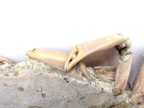 Genuine Pliocene Age Macrophthalmus Crab Fossils for Sale from Madagascar #1e