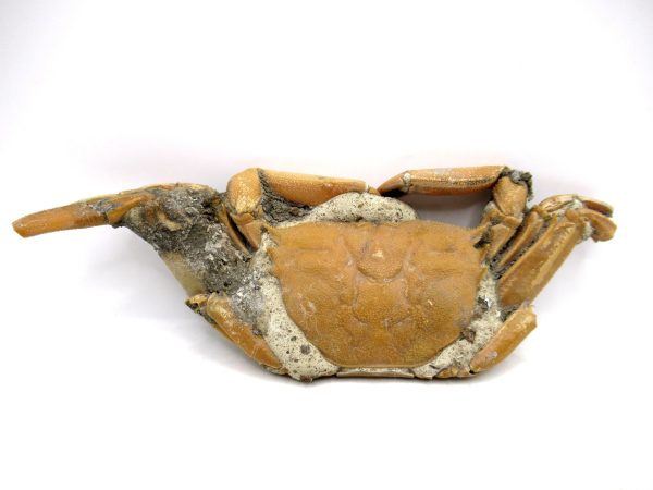 Genuine Pliocene Age Macrophthalmus Crab Fossils for Sale from Madagascar #2