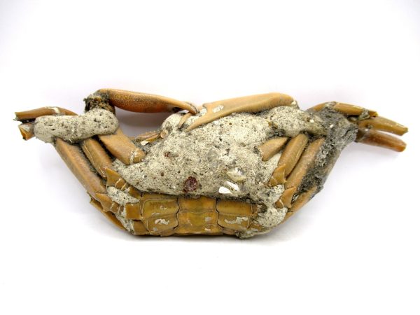 Genuine Pliocene Age Macrophthalmus Crab Fossils for Sale from Madagascar #2a