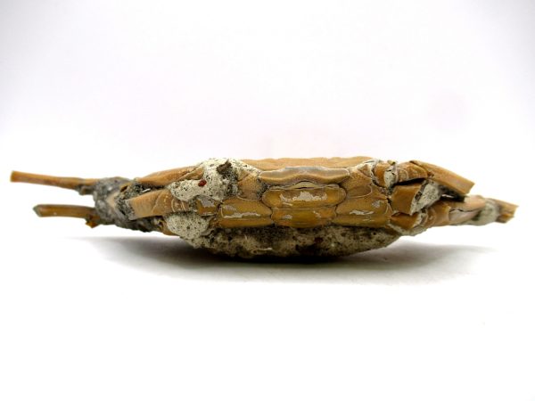 Genuine Pliocene Age Macrophthalmus Crab Fossils for Sale from Madagascar #2c