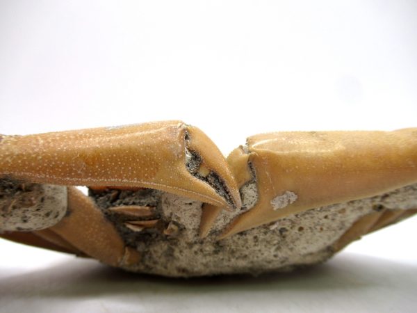 Genuine Pliocene Age Macrophthalmus Crab Fossils for Sale from Madagascar #2d