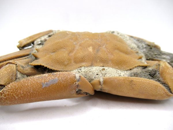 Genuine Pliocene Age Macrophthalmus Crab Fossils for Sale from Madagascar #2e