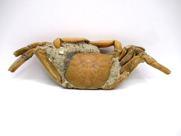 Genuine Pliocene Age Macrophthalmus Crab Fossils for Sale from Madagascar #3