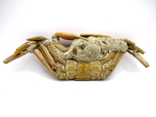 Genuine Pliocene Age Macrophthalmus Crab Fossils for Sale from Madagascar #3a