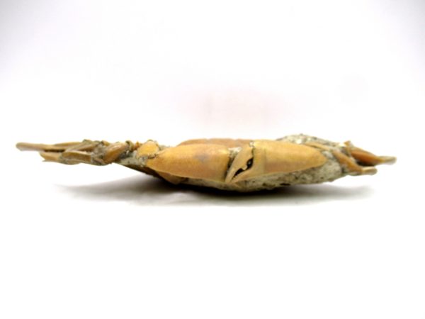 Genuine Pliocene Age Macrophthalmus Crab Fossils for Sale from Madagascar #3b