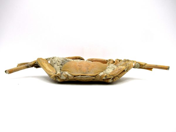 Genuine Pliocene Age Macrophthalmus Crab Fossils for Sale from Madagascar #3c