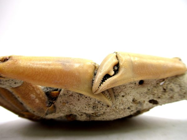 Genuine Pliocene Age Macrophthalmus Crab Fossils for Sale from Madagascar #3d