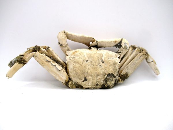 Genuine Pliocene Age Macrophthalmus Crab Fossils for Sale from Madagascar #4