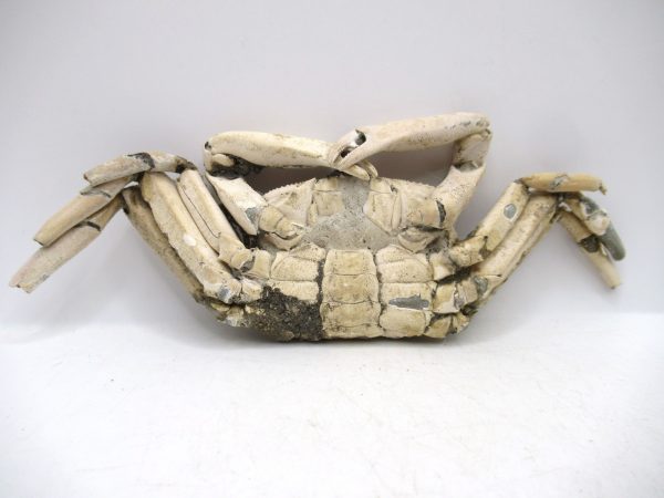 Genuine Pliocene Age Macrophthalmus Crab Fossils for Sale from Madagascar #4a