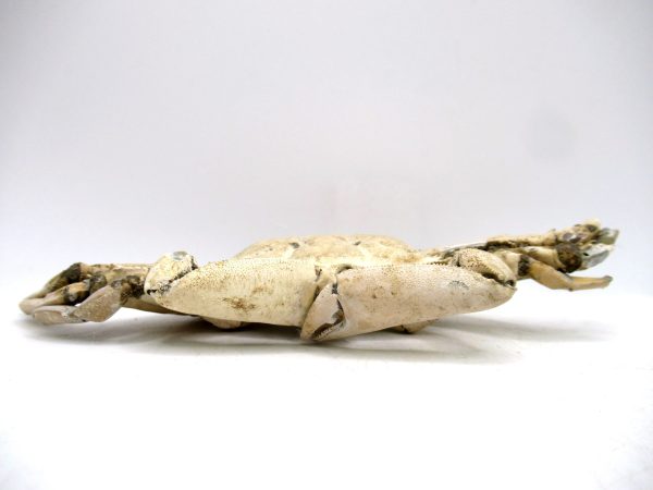 Genuine Pliocene Age Macrophthalmus Crab Fossils for Sale from Madagascar #4b
