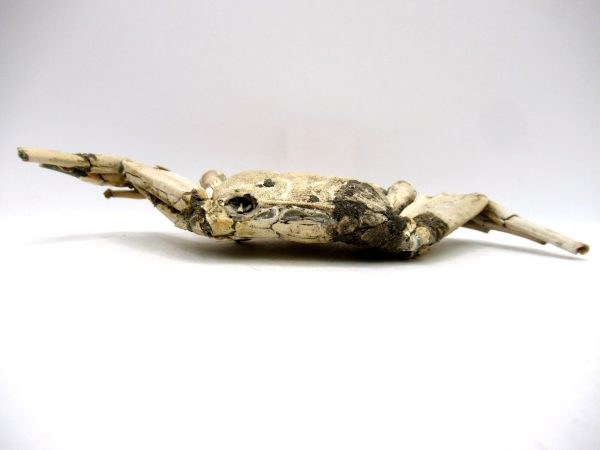 Genuine Pliocene Age Macrophthalmus Crab Fossils for Sale from Madagascar #4c