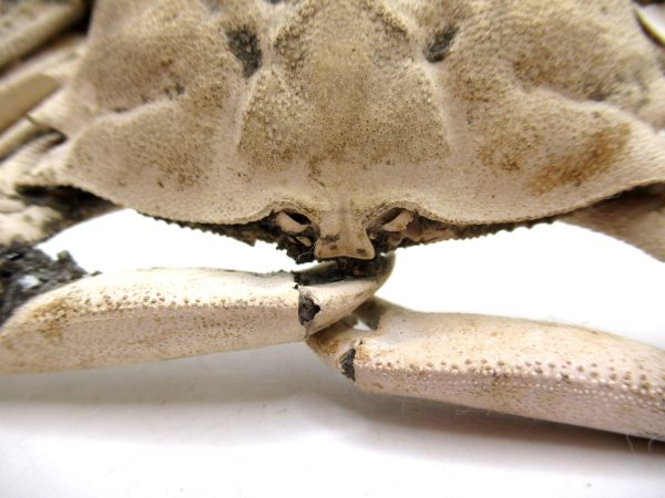 Genuine Pliocene Age Macrophthalmus Crab Fossils for Sale from Madagascar #4e