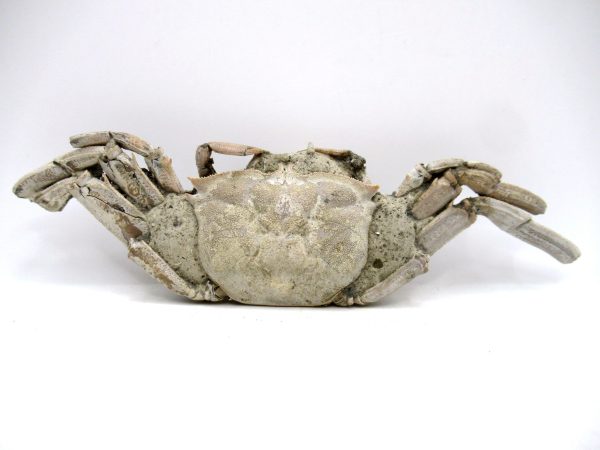 Genuine Pliocene Age Macrophthalmus Crab Fossils for Sale from Madagascar #5