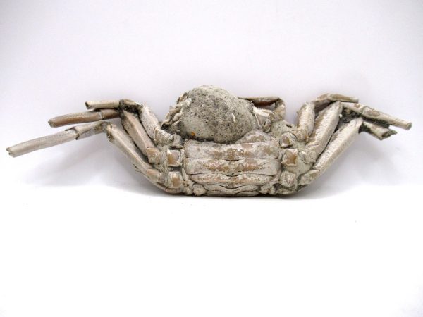 Genuine Pliocene Age Macrophthalmus Crab Fossils for Sale from Madagascar #5a