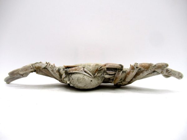 Genuine Pliocene Age Macrophthalmus Crab Fossils for Sale from Madagascar #5b