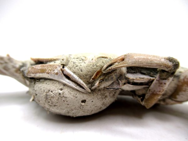 Genuine Pliocene Age Macrophthalmus Crab Fossils for Sale from Madagascar #5d