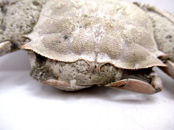 Genuine Pliocene Age Macrophthalmus Crab Fossils for Sale from Madagascar #5e