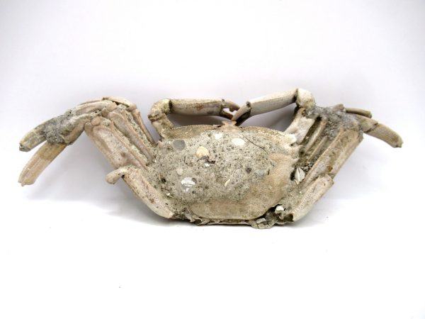 Genuine Pliocene Age Macrophthalmus Crab Fossils for Sale from Madagascar #6