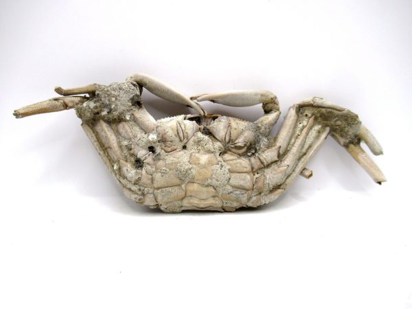 Genuine Pliocene Age Macrophthalmus Crab Fossils for Sale from Madagascar #6a