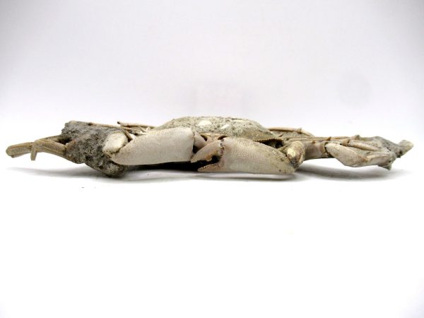 Genuine Pliocene Age Macrophthalmus Crab Fossils for Sale from Madagascar #6b