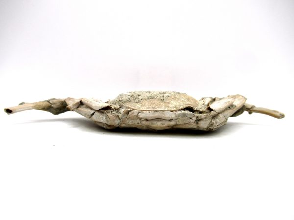 Genuine Pliocene Age Macrophthalmus Crab Fossils for Sale from Madagascar #6c