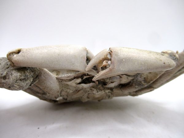 Genuine Pliocene Age Macrophthalmus Crab Fossils for Sale from Madagascar #6d